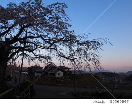 早朝の枝垂れ桜 30569647