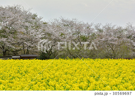 成田ゆめ牧場の写真素材