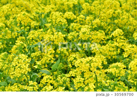 成田ゆめ牧場 成田ゆめ牧場 30569700