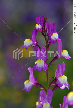 リナリア・マロッカナ リナリア・マロッカナ 30569813