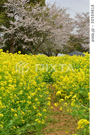 成田ゆめ牧場 成田ゆめ牧場 30569818