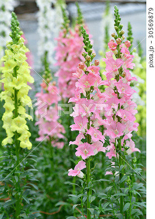 成田ゆめ牧場 成田ゆめ牧場 30569879