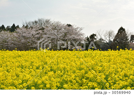成田ゆめ牧場 成田ゆめ牧場 30569940