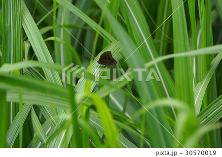 マダラ蝶 タテハ タテハチョウ科 30570019