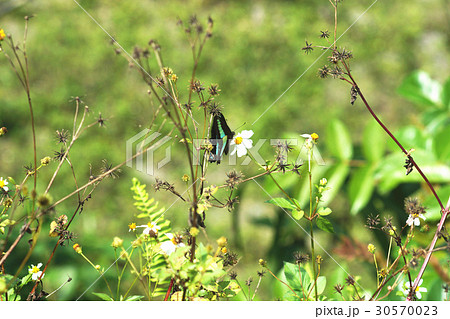 蝶 チョウ 蝴蝶 30570023