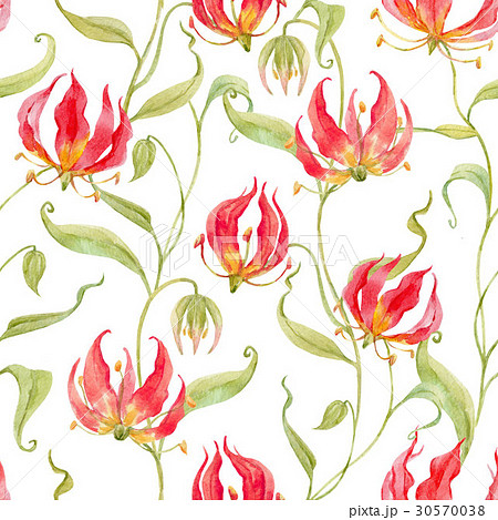 Watercolor gloriosa rothschildiana pattern 30570038