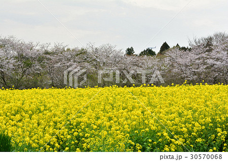 成田ゆめ牧場 30570068