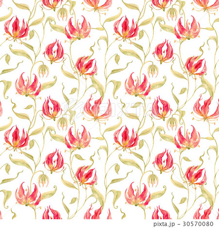 Watercolor gloriosa rothschildiana pattern Watercolor gloriosa rothschildiana pattern 30570080