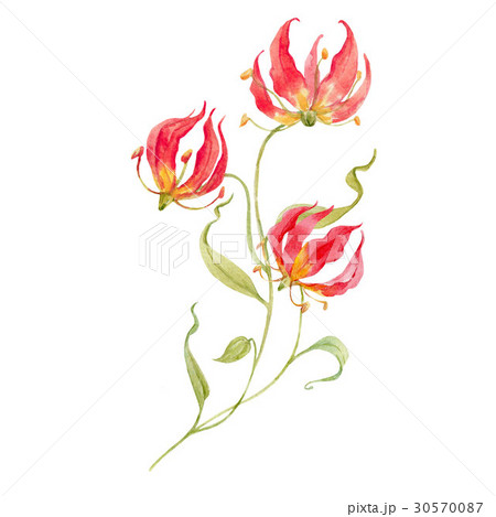 Watercolor gloriosa rothschildiana flowerのイラスト素材 [30570087] - PIXTA