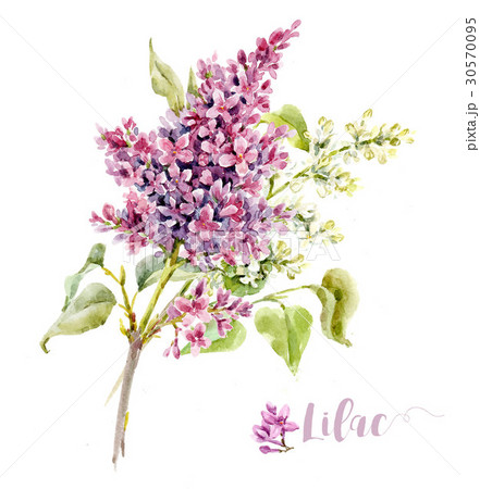 Watercolor Lilac Flowerのイラスト素材