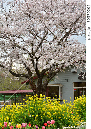 成田ゆめ牧場 30570202