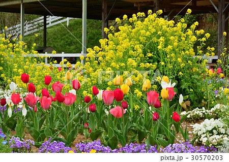 成田ゆめ牧場 成田ゆめ牧場 30570203