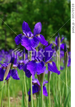 アヤメの花 30570539