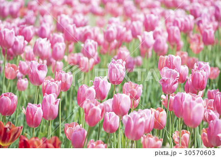 ピンクのチューリップ畑の写真素材