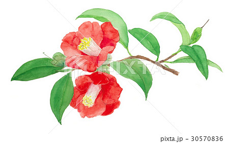 ツバキ13 ツバキ13 30570836