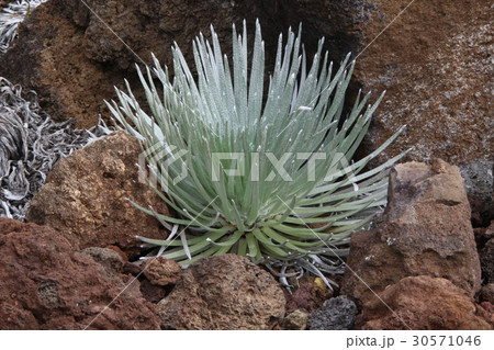 ハレアカラ国立公園のアヒナヒナ 30571046