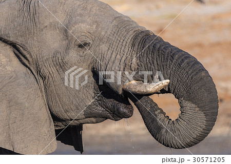 African Elephant 30571205