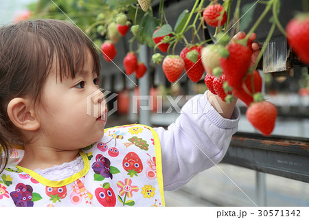 イチゴ狩りをする幼児 2歳児 の写真素材