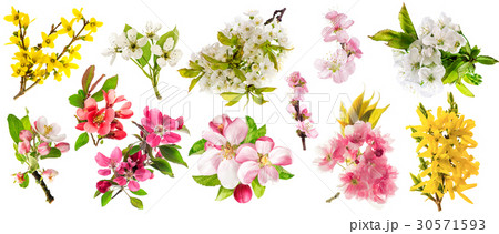 Blossom apple tree cherry twig pear almond forsyth 30571593