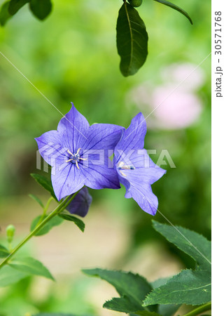 キキョウ 紫の花 夏の花 縦構図の写真素材
