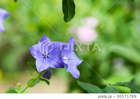 キキョウ 紫の花 夏の花の写真素材