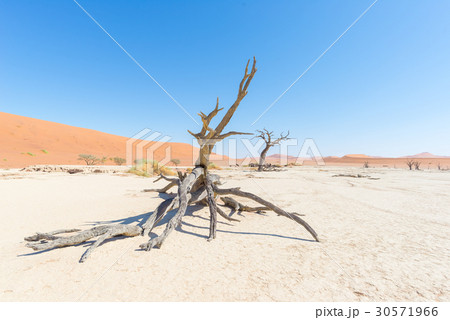 The scenic Sossusvlei and Deadvlei 30571966