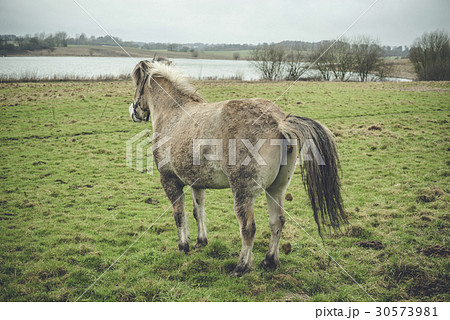 Horse taking a dump on a field 30573981