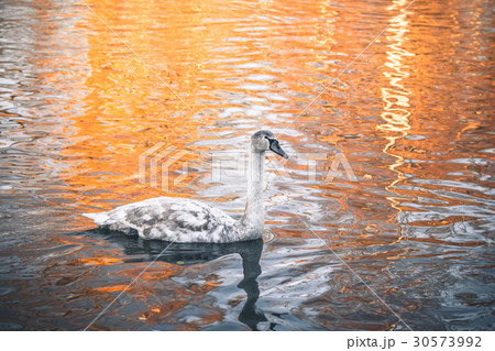 Swan cygnet changing feathers 30573992