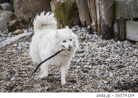 Female samoyed dog playing with a wooden stick Female samoyed dog playing with a wooden stick 30574104