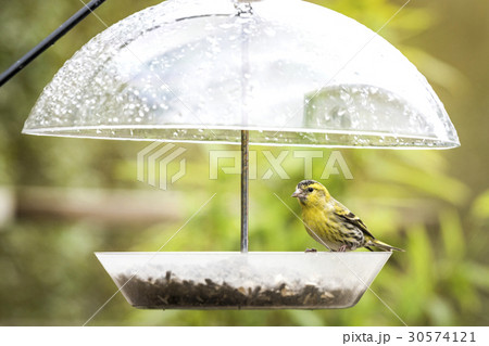 Siskin bird taking cover for the rain 30574121