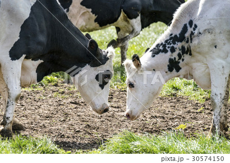Black and white cow head to head 30574150