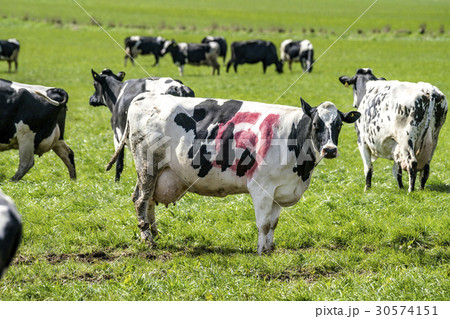 Black and white cow with the danish ecology stamp 30574151