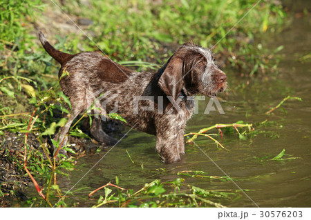 Puppy of italian wire-haired pointing dog Puppy of italian wire-haired pointing dog 30576203