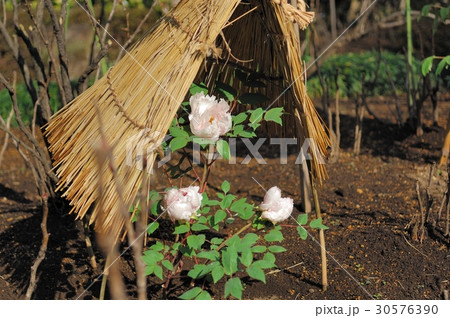 花、牡丹＠上野東照宮、東京都 30576390
