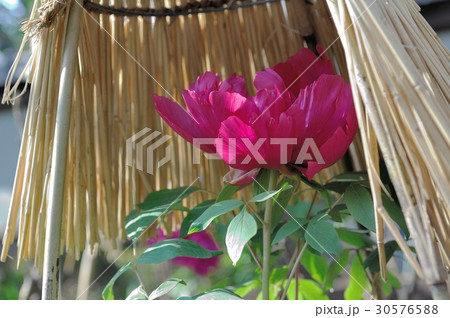 花、牡丹@上野東照宮、東京都 30576588