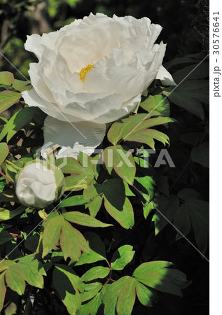 花、牡丹＠自宅の庭、堺市 30576641