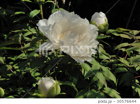 花、牡丹＠自宅の庭、堺市 30576644