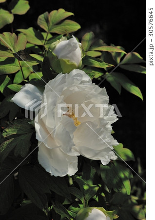 花、牡丹＠自宅の庭、堺市 30576645