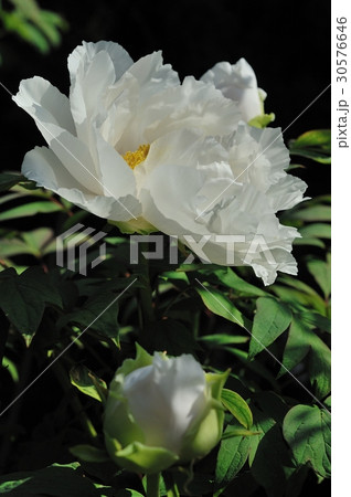 花、牡丹＠自宅の庭、堺市 30576646