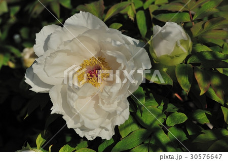 花、牡丹@自宅の庭、堺市 花、牡丹@自宅の庭、堺市 30576647