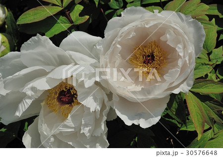 花、牡丹＠自宅の庭、堺市 30576648