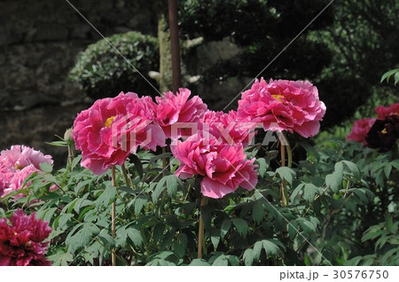 花、牡丹@神代植物公園、調布市 花、牡丹@神代植物公園、調布市 30576750