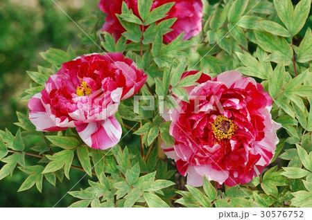 花、牡丹@神代植物公園、調布市 花、牡丹@神代植物公園、調布市 30576752