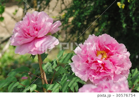 花、牡丹@神代植物公園、調布市 花、牡丹@神代植物公園、調布市 30576754