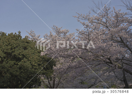 花、桜＠檜尾公園、堺市 30576848