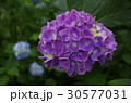 紫陽花 30577031