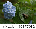 紫陽花とカタツムリ 30577032