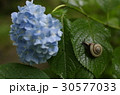 紫陽花とカタツムリ 30577033