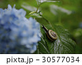 紫陽花とカタツムリ 30577034