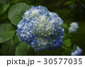 紫陽花 30577035